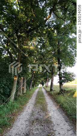 Gravel road leading through lush green forest in vsechlapy, czechia Trail of the Knight Gravel road leading through lush green forest in vsechlapy, czechia Trail of the Knight 130814056