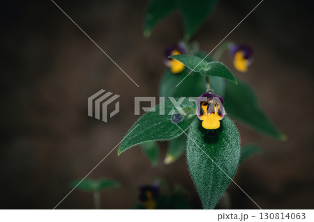 Microchirita Simia or Yad Vanorn Pak or Monkey faced flower. whose purple and yellow flowers resemble a monkey face. Microchirita Simia or Yad Vanorn Pak or Monkey faced flower. whose purple and yellow flowers resemble a monkey face. 130814063