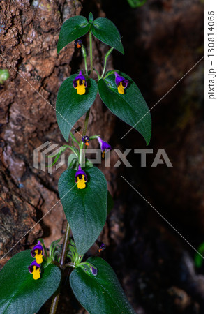 Microchirita Simia or Yad Vanorn Pak or Monkey face dewdrop or Monkey faced flower. 130814066