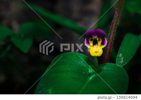 Microchirita Simia or Yad Vanorn Pak or Monkey face dewdrop or Monkey-faced flower. 130814094
