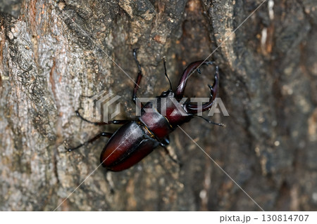 ノコギリクワガタ 130814707
