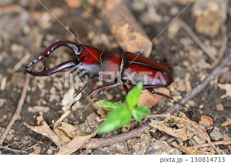ノコギリクワガタ ノコギリクワガタ 130814713