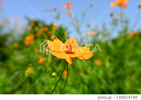 キバナコスモスのある風景 130814780