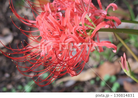 旧芝離宮恩賜庭園に咲く彼岸花 130814831