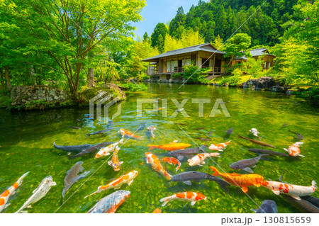 茶室と鯉 日本庭園 玉露の里 【静岡県】 茶室と鯉 日本庭園 玉露の里 【静岡県】 130815659