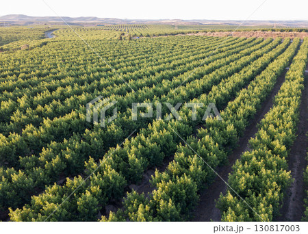 Field with peach trees Field with peach trees 130817003