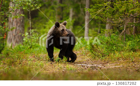 Wild young brown bear standing alert on a woodland path Wild young brown bear standing alert on a woodland path 130817202
