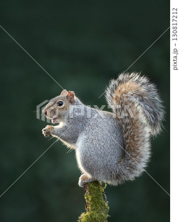Grey squirrel eating nut on a tree branch 130817212