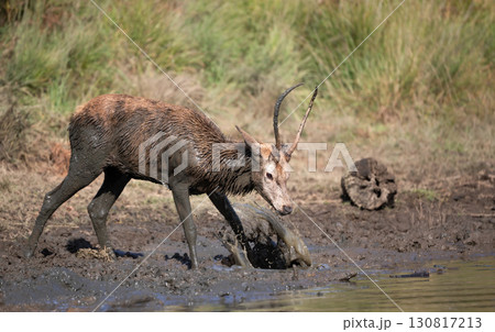 Young red deer stag with body and antlers heavily coated in mud, splashing water in a shallow muddy area Young red deer stag with body and antlers heavily coated in mud, splashing water in a shallow muddy area 130817213