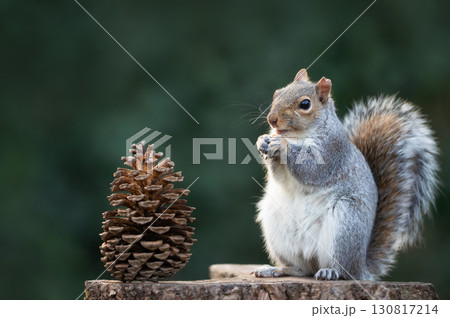 Grey squirrel eating nut on a tree stump with a pine cone Grey squirrel eating nut on a tree stump with a pine cone 130817214