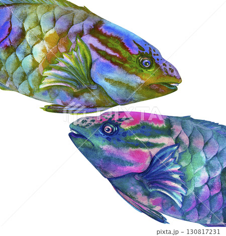 Macro view of rainbow tropical parrot fish heads. Watercolor hand drawn clip art illustration for design, cards, posters, children's books, stickers, scrapbooking, textile, diving and snorkeling Macro view of rainbow tropical parrot fish heads. Watercolor hand drawn clip art illustration for design, cards, posters, children's books, stickers, scrapbooking, textile, diving and snorkeling 130817231