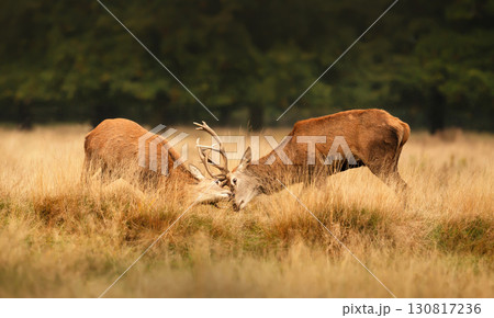 Two young red deer stags locking antlers in a fight during the rutting season in autumn Two young red deer stags locking antlers in a fight during the rutting season in autumn 130817236