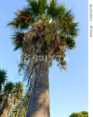 Ripe brown date fruits growing on a tree. Mediterranean fruit. 130818746