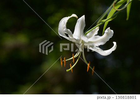 シロカノコユリ 130818801