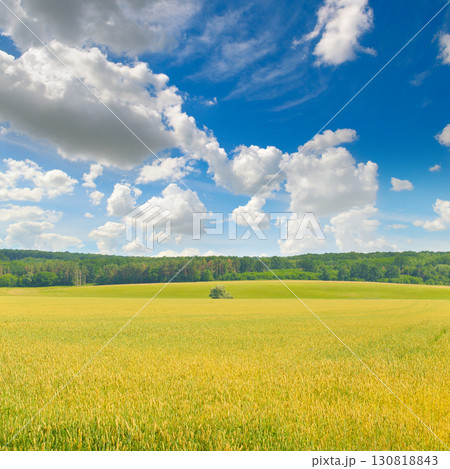 Golden Wheat Field Under a Blue Summer Sky Golden Wheat Field Under a Blue Summer Sky 130818843