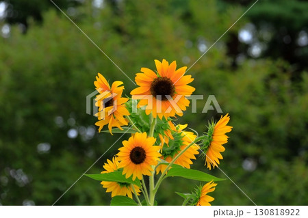 夏の花のある風景 夏の花のある風景 130818922