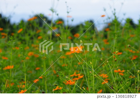 コスモス畑に咲く一輪のコスモス 130818927