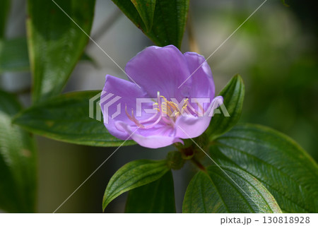 ノボタン 130818928