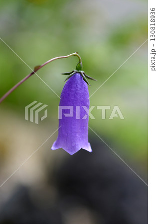 ハナブサソウ 130818936