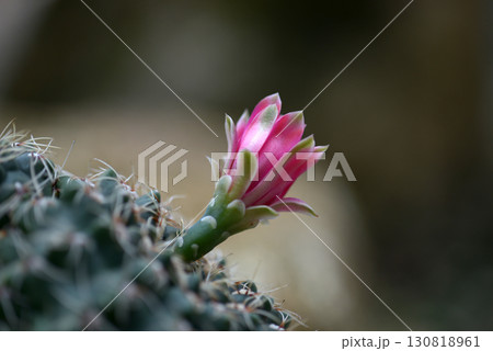 サボテンの花　緋花球 130818961