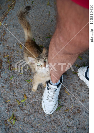 Cat with long whiskers and beautiful eyes climbed on mans feet 130819416