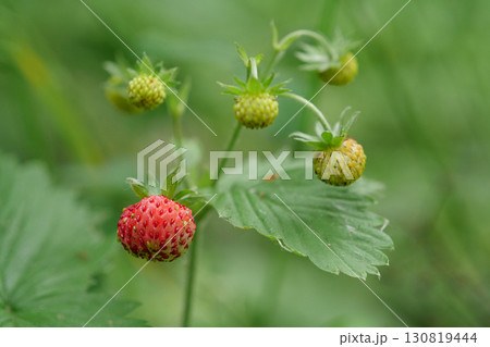 Wild strawberries in the wood Wild strawberries in the wood 130819444