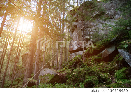 Beautiful wildlife, thick of wood, rocks, green moss, amazing setting sun Beautiful wildlife, thick of wood, rocks, green moss, amazing setting sun 130819480