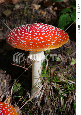 Big red fly agaric grows in autumn wood. Picturesque place in wood heart Big red fly agaric grows in autumn wood. Picturesque place in wood heart 130819487