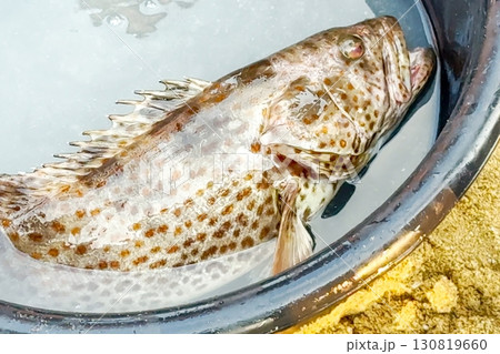 Freshly caught, spotted grouper lies in a water-filled basin, its scales glistening, ready for sale at a seaside market, symbolizing ocean-to-table freshness and the livelihood of coastal fishing Freshly caught, spotted grouper lies in a water-filled basin, its scales glistening, ready for sale at a seaside market, symbolizing ocean-to-table freshness and the livelihood of coastal fishing 130819660