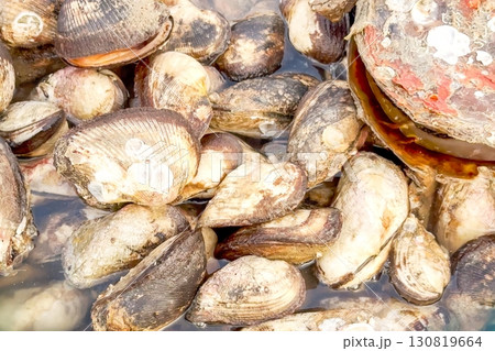 Abalone shells cluster tightly in heap, fresh catch glistening with seawater, ready for culinary enthusiasts to purchase and savor, epitomizing rustic charm and natural bounty of the ocean's gifts 130819664
