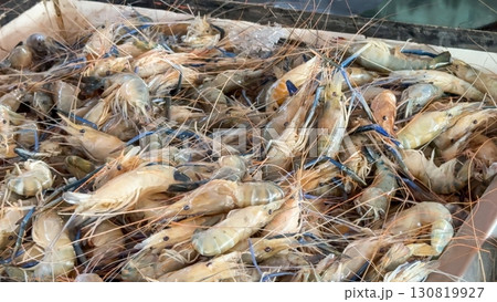 Freshly catching shrimp lies heaped in a market crate, a snapshot of ocean's abundance ready for culinary use, capturing the essence of seafood markets and the freshness in every selection. Seafood 130819927