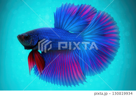 Electric Blue Betta With Flowing Fins And Magenta Highlights On Aqua Background 130819934