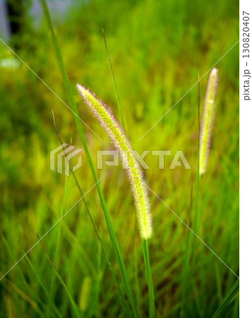 ネコジャラシ 130820407