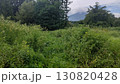 草刈り前の農地 130820428