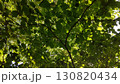 爽やかな新緑は陽の光を遮る 130820434