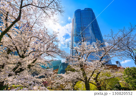 東京　港区 六本木　毛利庭園の桜と六本木ヒルズ 130820552