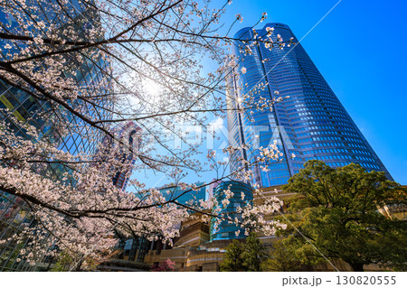東京 港区 六本木 毛利庭園の桜と六本木ヒルズ 東京 港区 六本木 毛利庭園の桜と六本木ヒルズ 130820555