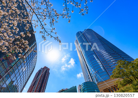 東京 港区 六本木 毛利庭園の桜と六本木ヒルズ 東京 港区 六本木 毛利庭園の桜と六本木ヒルズ 130820557