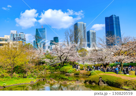 東京　港区 六本木　毛利庭園の桜と麻布台ヒルズ 130820559