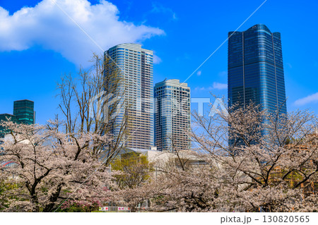 東京　港区 六本木　毛利庭園の桜と麻布台ヒルズ 130820565