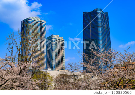 東京 港区 六本木 毛利庭園の桜と麻布台ヒルズ 東京 港区 六本木 毛利庭園の桜と麻布台ヒルズ 130820566