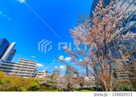 東京 港区 六本木 毛利庭園の桜 東京 港区 六本木 毛利庭園の桜 130820571