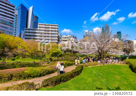東京 港区 六本木 毛利庭園の桜 東京 港区 六本木 毛利庭園の桜 130820572