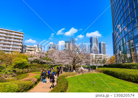 東京　港区 六本木　毛利庭園の桜 130820574