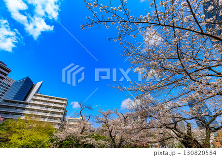 東京 港区 六本木 毛利庭園の桜 東京 港区 六本木 毛利庭園の桜 130820584
