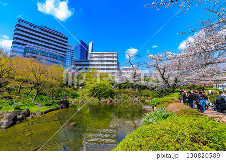 東京 港区 六本木 毛利庭園の桜 東京 港区 六本木 毛利庭園の桜 130820589