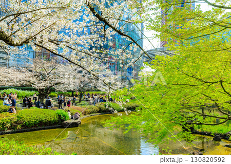 東京　港区 六本木　毛利庭園の桜 130820592