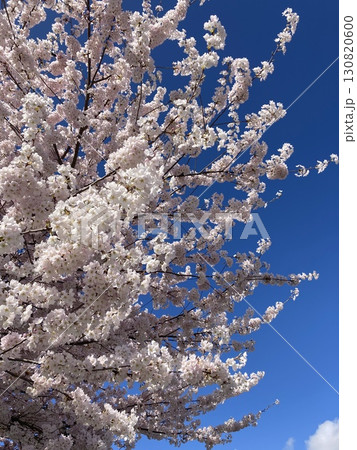 青空と桜 青空と桜 130820600