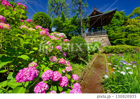 横浜・港北ニュータウンのあじさい寺 130820935