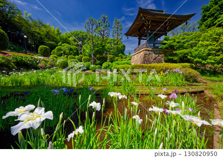 横浜・港北ニュータウンのあじさい寺の花しょうぶ 130820950